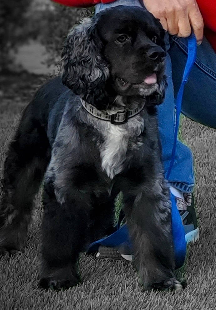Colby is registered to the contest to win money with this photo: american_cocker_spaniel, blue_picardy_spaniel, canidae, carnivore, cocker_spaniel, companion_dog, dog, dog_breed, english_cocker_spaniel, field_spaniel, german_spaniel, mammal, newfoundland, rare_breed_dog, spaniel, sporting_group, vertebrate