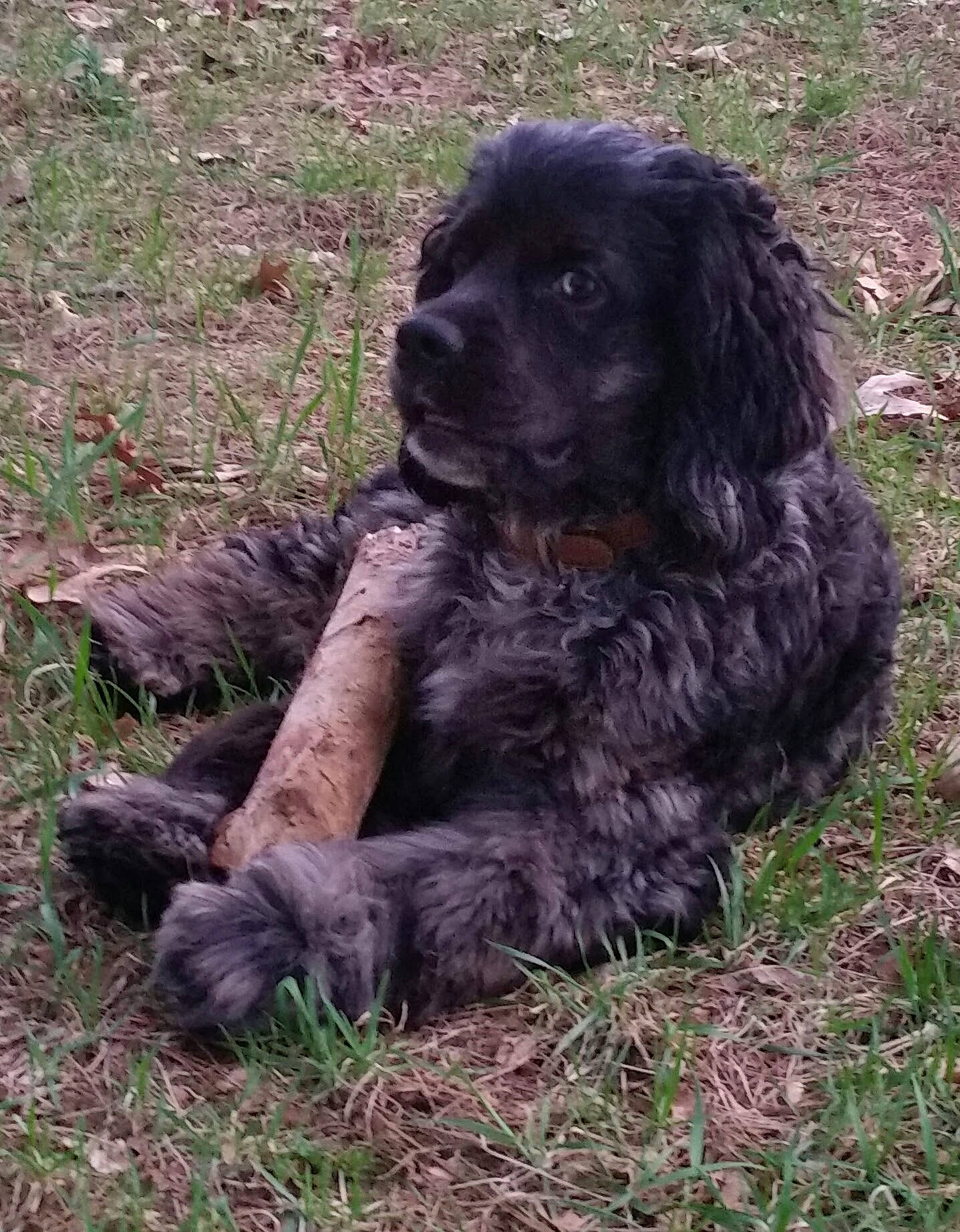 Colby joined the competition — help win amazing prizes! american_cocker_spaniel, blue_picardy_spaniel, boykin_spaniel, canidae, carnivore, cocker_spaniel, companion_dog, dog, dog_breed, english_cocker_spaniel, field_spaniel, french_spaniel, german_spaniel, mammal, picardy_spaniel, rare_breed_dog, russian_spaniel, spaniel, sporting_group, vertebrate
