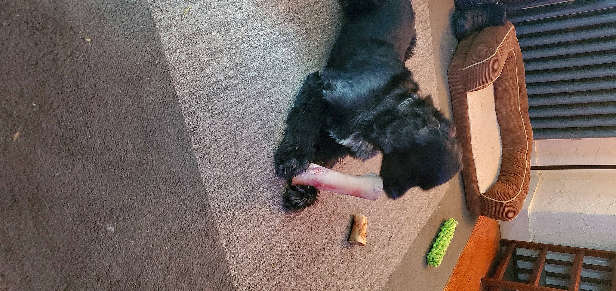 Colby joined the competition — help win amazing prizes! canidae, carnivore, dog, dog_breed, puppy, sporting_group