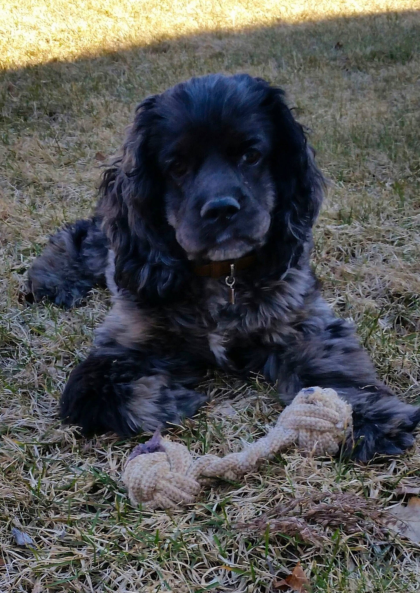 Colby is registered to the contest to win money with this photo: american_cocker_spaniel, blue_picardy_spaniel, canidae, carnivore, cocker_spaniel, dog, dog_breed, english_cocker_spaniel, field_spaniel, german_spaniel, mammal, picardy_spaniel, puppy, rare_breed_dog, russian_spaniel, spaniel, sporting_group, vertebrate