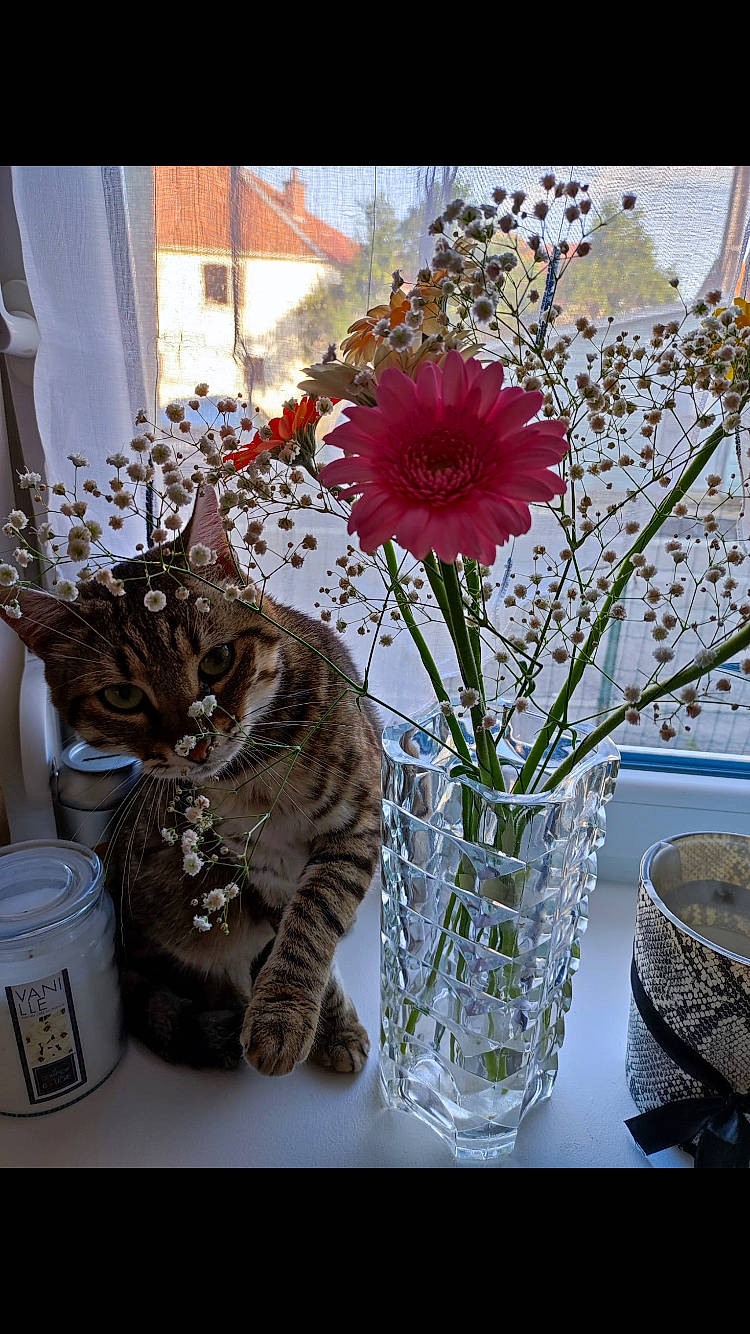 Sully participe au concours pour gagner de l'argent avec cette photo : artifact, artificial_flower, bouquet, carnivore, cat, centrepiece, felidae, flower, flower_arranging, flowerpot, houseplant, interior_design, petal, plant, small_to_medium_sized_cats, table, tableware, vase, whiskers, window