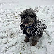 Mojo joined the competition — help win amazing prizes! dog, small_dog, pup, snow, winter, houndstooth_coat, coat, curly_fur, wet_fur, tongue_out, collar, outdoor, lawn, snowy_ground, backyard, playful, animal_portrait, nose, whiskers, windblown