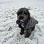 dog, small_dog, pup, snow, winter, houndstooth_coat, coat, curly_fur, wet_fur, tongue_out, collar, outdoor, lawn, snowy_ground, backyard, playful, animal_portrait, nose, whiskers, windblown