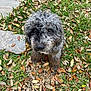 dog, curly_fur, gray_fur, pets, portrait, close_up, grass, leaves, fallen_leaves, stone_path, lawn, outdoor, brown_eyes, snout, fluffy, cute, looking_up, small_dog, companion, nature