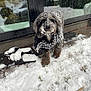 dog, snow, winter, poodle_mix, fur, face, paws, slippers, doormat, glass_door, reflection, coat, jacket, outdoor, porch, footprints, playful, cold, animal, pet