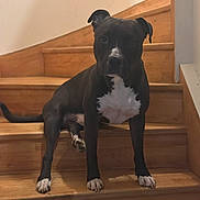 Snow a rejoint le concours — aidez-le/la à gagner de superbes lots ! dog, stairs, indoor, wooden_stairs, black_dog, white_markings, pet, animal, canine, paw, fur, portrait, curious, sitting, house, domestic, companion, pet_indoor, relaxed, looking