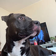 Snow participe au concours pour gagner de l'argent avec cette photo : animal, black_dog, blanket, canine, closeup, companion, couch, cozy, dog, domestic_animal, furniture, home, indoor, living_room, pet, relaxed, resting, side_view, television, white_chest