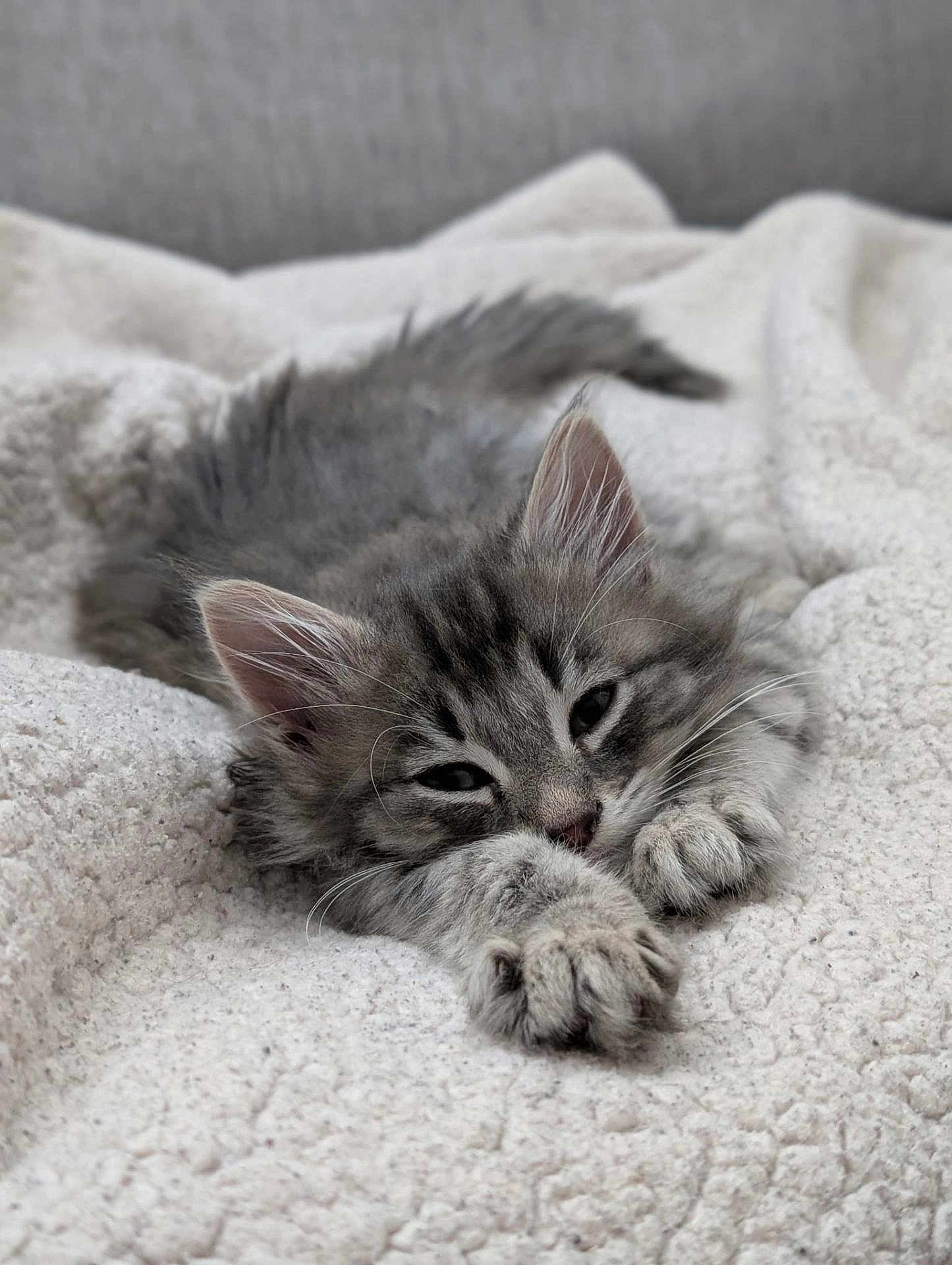 Papinade is registered to the contest to win money with this photo: kitten, cat, gray_cat, fluffy, sleepy, paws, stretching, blanket, cozy, soft, cute, pet, animal, feline, indoor, relaxed, closeup, young_cat, fur, whiskers