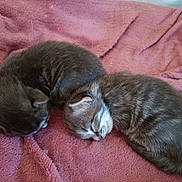 Papinade joined the competition — help win amazing prizes! kitten, cat, sleeping, nap, fur, pet, cute, animal, cozy, blanket, pink, two, small, young, soft, resting, indoor, companion, adorable, peaceful