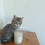 kitten, cat, pet, feline, tabby, grey_cat, fur, animal, cute, small, table, wooden_table, candle, decorative_candle, glass_holder, floral_pattern, indoor, curious, sitting, white_wall