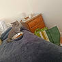 Papinade is registered to the contest to win money with this photo: kitten, cat, bed, blanket, pillow, bowl, food, wooden_furniture, lamp, candle, bag, floor, cozy, indoor, pet, furry, cute, gray, resting, domestic