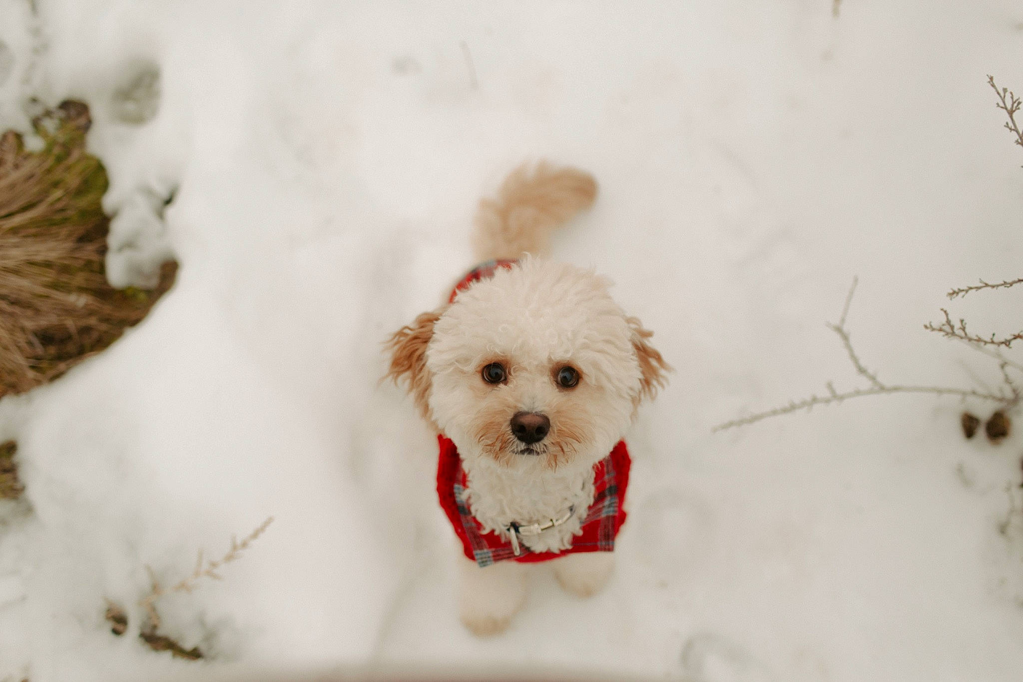 Latte joined the competition — help win amazing prizes! canidae, carnivore, companion_dog, dog, dog_breed, dog_clothes, freezing, fur, goldendoodle, labradoodle, maltepoo, puppy_love, small_terrier, snout, snow, sporting_group, terrier, toy, toy_dog, winter