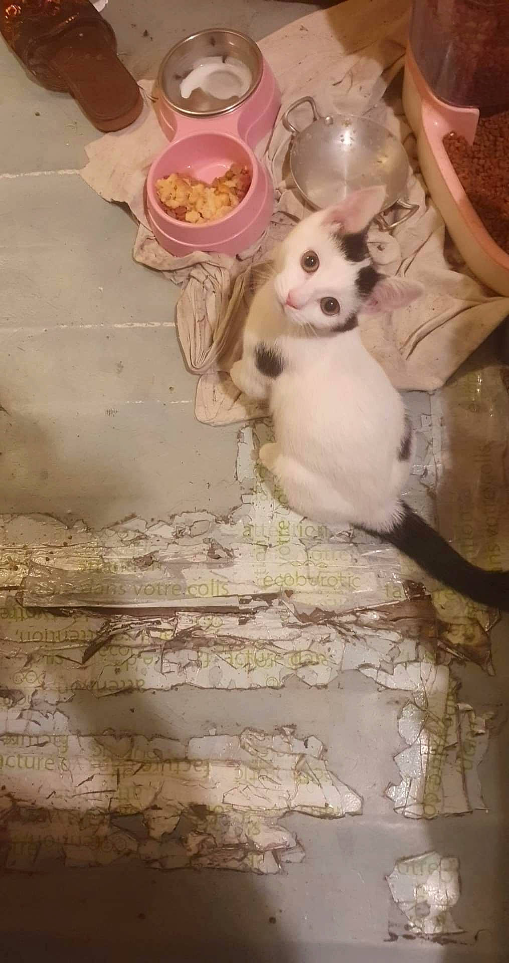 Chloé a rejoint le concours — aidez-le/la à gagner de superbes lots ! carnivore, companion_dog, dog, dog_breed, dog_supply, fawn, felidae, flooring, fur, linens, paw, pet_supply, room, small_to_medium_sized_cats, tableware, tail, toy, toy_dog, whiskers, wood