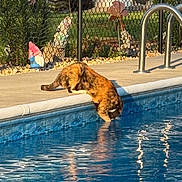 Callie joined the competition — help win amazing prizes! animal, backyard, blue, cat, curious, daytime, fence, garden_gnome, green, mammal, nature, outdoor, pet, playful, pool, reflection, sidewalk, summer, sunlight, water