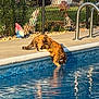 animal, backyard, blue, cat, curious, daytime, fence, garden_gnome, green, mammal, nature, outdoor, pet, playful, pool, reflection, sidewalk, summer, sunlight, water