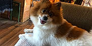 Max is registered to the contest to win money with this photo: blanket, brown, canine, carpet, cozy, dog, fluffy, fur, furniture, happy, home, indoor, living_room, pet, relaxed, resting, smiling, warm_lighting, white, wooden_furniture