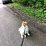 Max is registered to the contest to win money with this photo: canine, daytime, dirt_path, dog, fur, greenery, happy, leafy, leash, nature, outdoor, parked_car, pet, road, shadow, sitting, tongue_out, trees, vehicle, walking