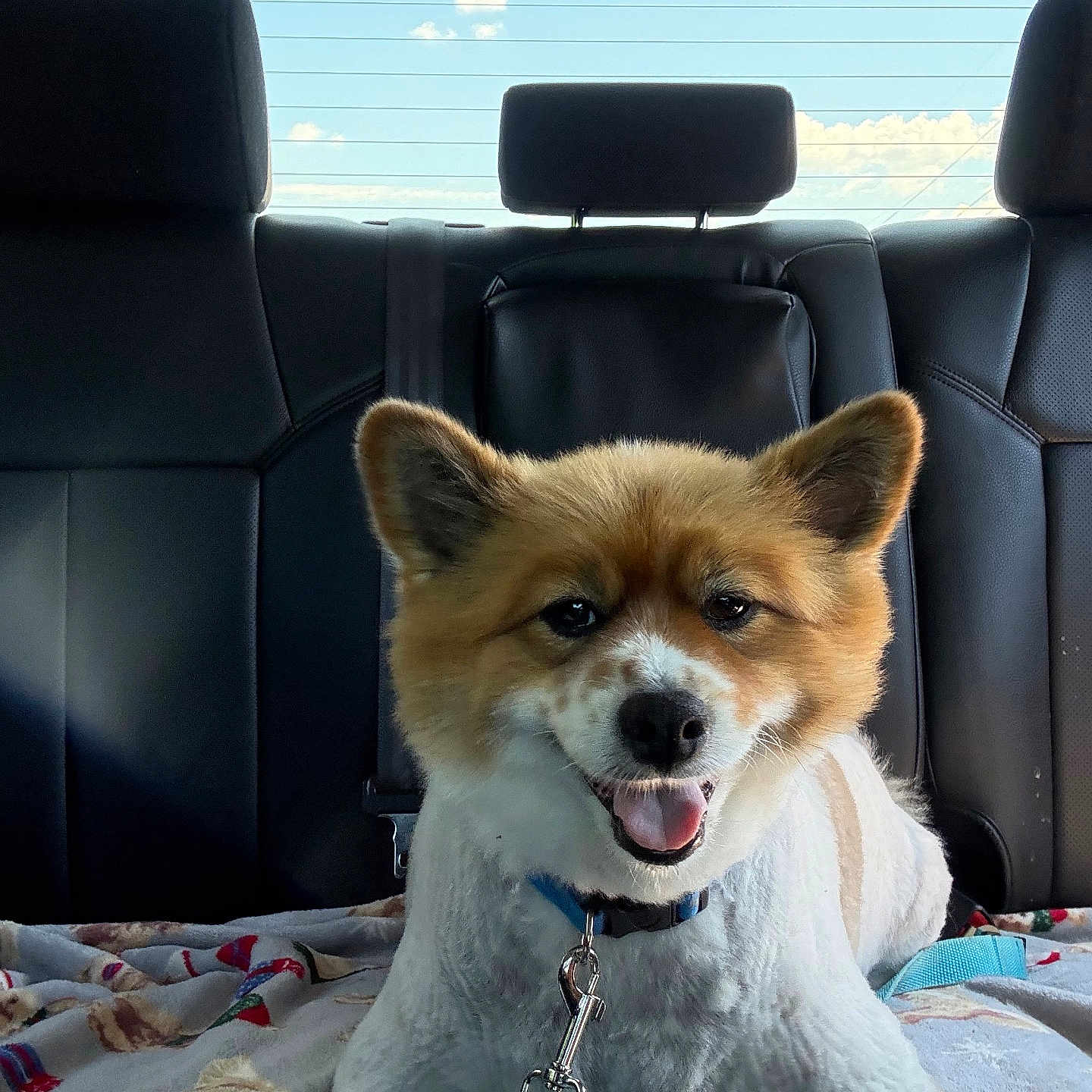 Max is registered to the contest to win money with this photo: animal, backseat, blanket, canine, car_interior, clouds, collar, dog, domestic_animal, fur, groomed, happy, headrest, leash, pet, resting, seat, sky, tongue_out, window