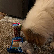 Max is registered to the contest to win money with this photo: animal, brown, canine, carpet, chew_sticks, container, cozy, dog, dog_treats, floor, furniture, indoor, living_room, packaging, pet, playing, plush_toy, sniffing, soft_toy, white