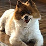 Max is registered to the contest to win money with this photo: animal, canine, companion, cute, dog, domestic, ears_up, floor, fluffy, friendly, fur, happy, indoor, lying_down, mammal, pet, resting, smiling, tongue_out, wooden_floor