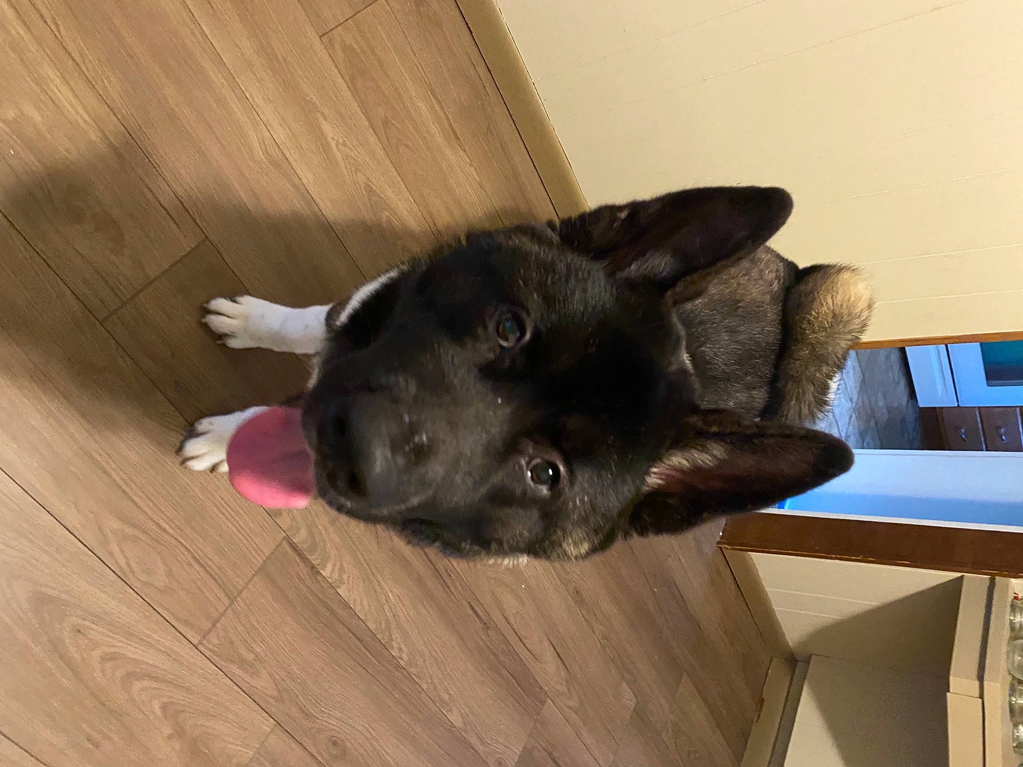 Benji is registered to the contest to win money with this photo: black_cat, canidae, carnivore, comfort, companion_dog, dog, dog_breed, fawn, felidae, flooring, fur, hardwood, small_to_medium_sized_cats, snout, sporting_group, tail, whiskers, wood, wood_stain, working_animal