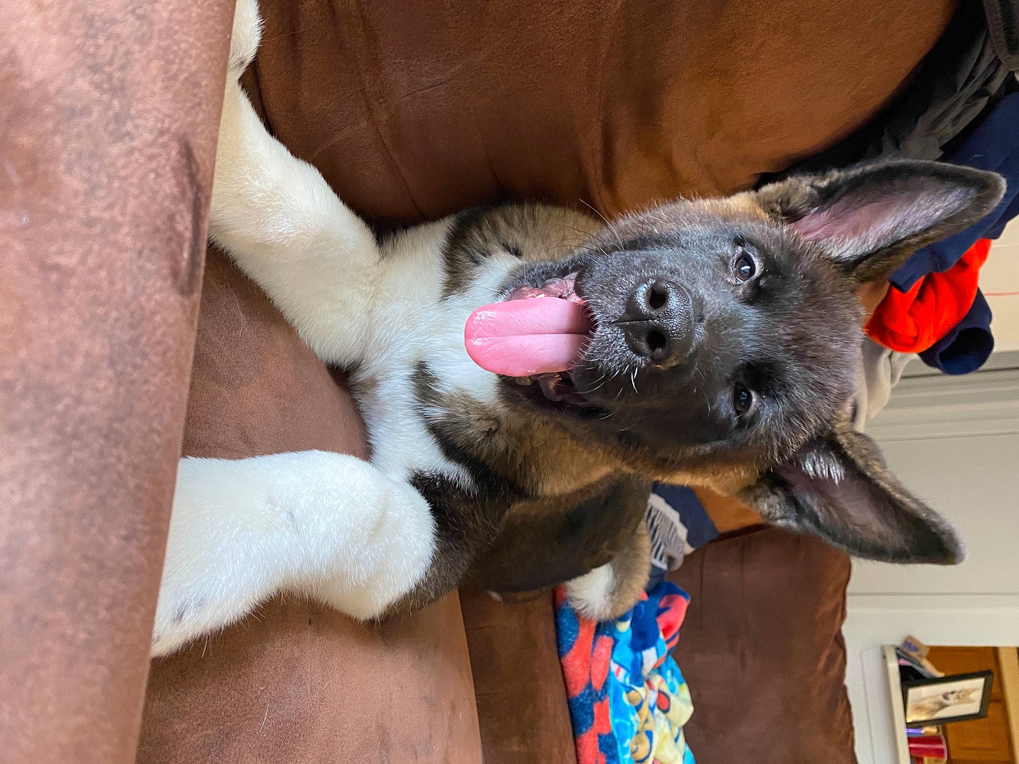 Benji is registered to the contest to win money with this photo: biting, canidae, carnivore, claw, collar, comfort, companion_dog, dog, dog_breed, dog_supply, ear, fawn, foot, fur, nail, non_sporting_group, paw, sporting_group, working_animal