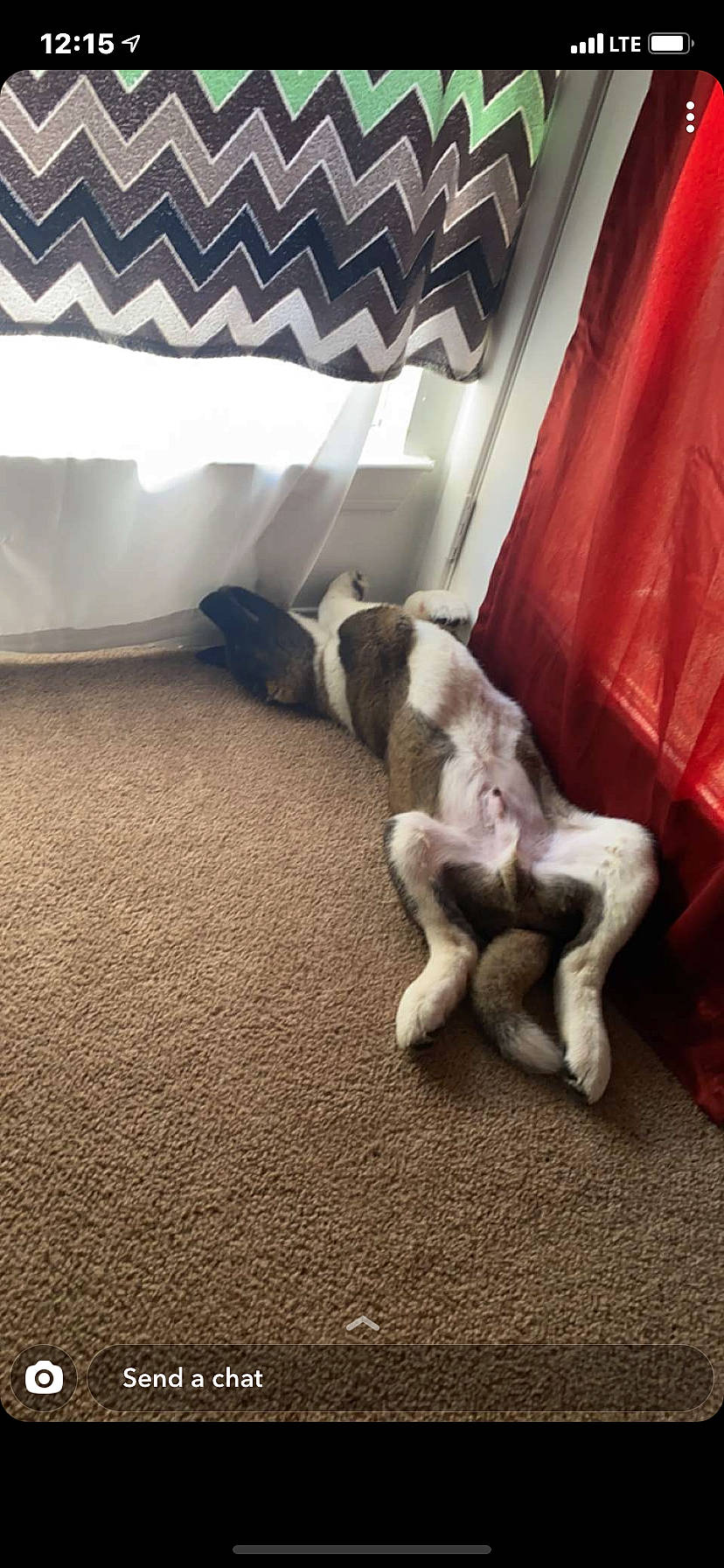 Benji is registered to the contest to win money with this photo: canidae, carnivore, carpet, comfort, companion_dog, couch, curtain, dog, dog_breed, floor, flooring, hardwood, linens, room, sporting_group, tail, tints_and_shades, window, wood, working_animal