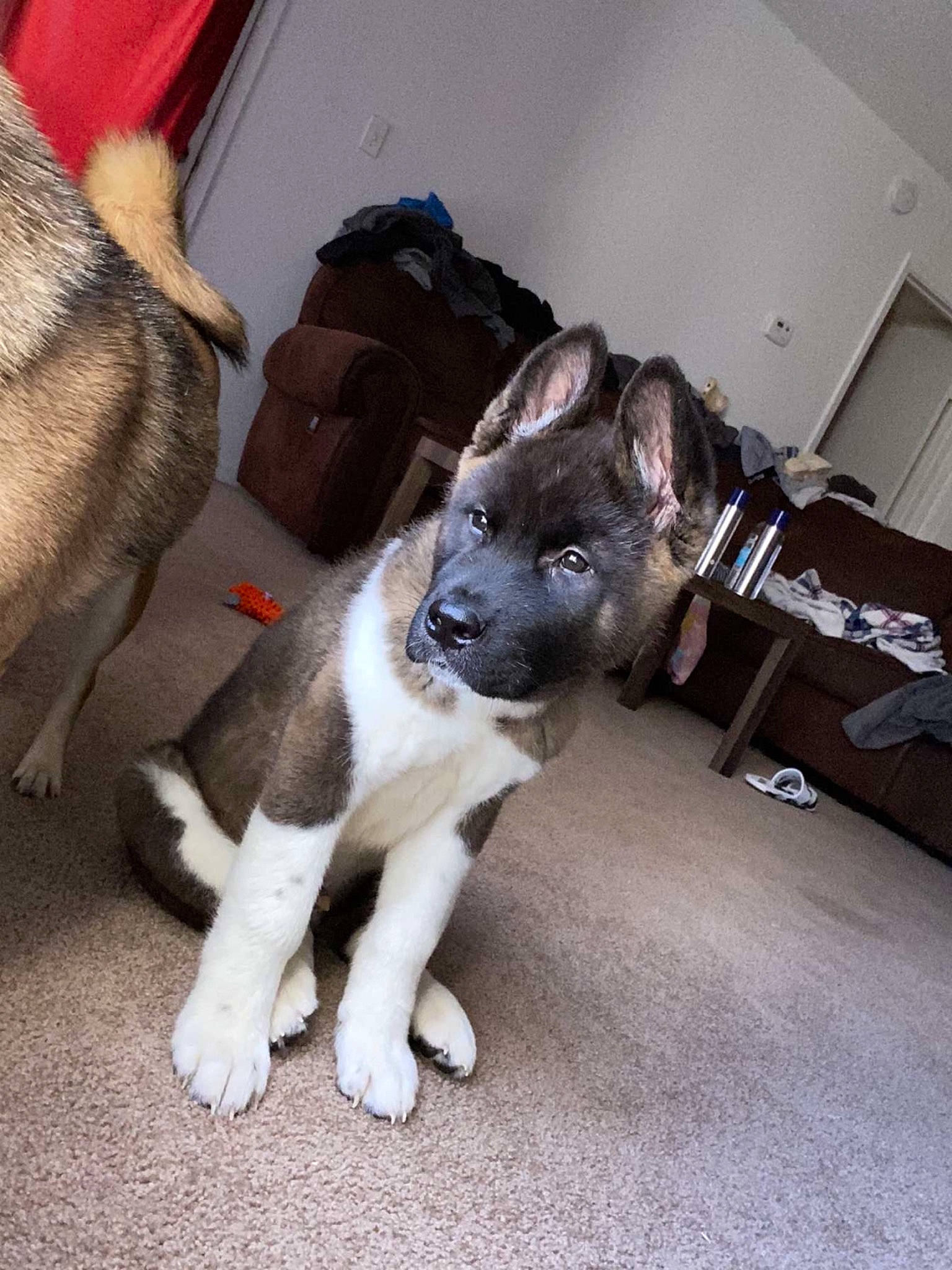 Benji joined the competition — help win amazing prizes! box, canidae, carnivore, collar, comfort, companion_dog, dog, dog_breed, fawn, flooring, fur, grey, non_sporting_group, paw, sporting_group, tail, whiskers, working_animal