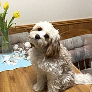 Charlie joined the competition — help win amazing prizes! animal, brown, companion, cozy, curious, cute, decor, dog, domestic, figurines, fluffy, furniture, head_tilt, indoor, pet, table, vase, white, wooden_table, yellow_tulips