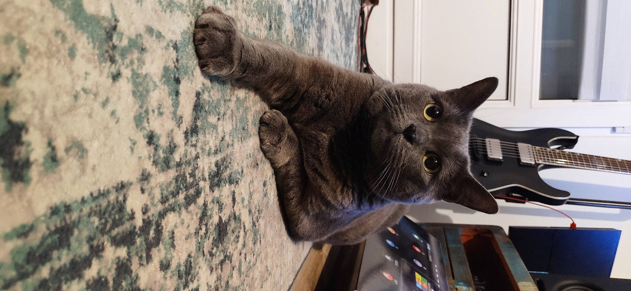 Sushi participe au concours pour gagner de l'argent avec cette photo : art, carnivore, cat, domestic_short_haired_cat, felidae, fur, grey, metal, organism, plant, russian_blue, sculpture, small_to_medium_sized_cats, snout, tail, terrestrial_animal, tree, whiskers, window, wood