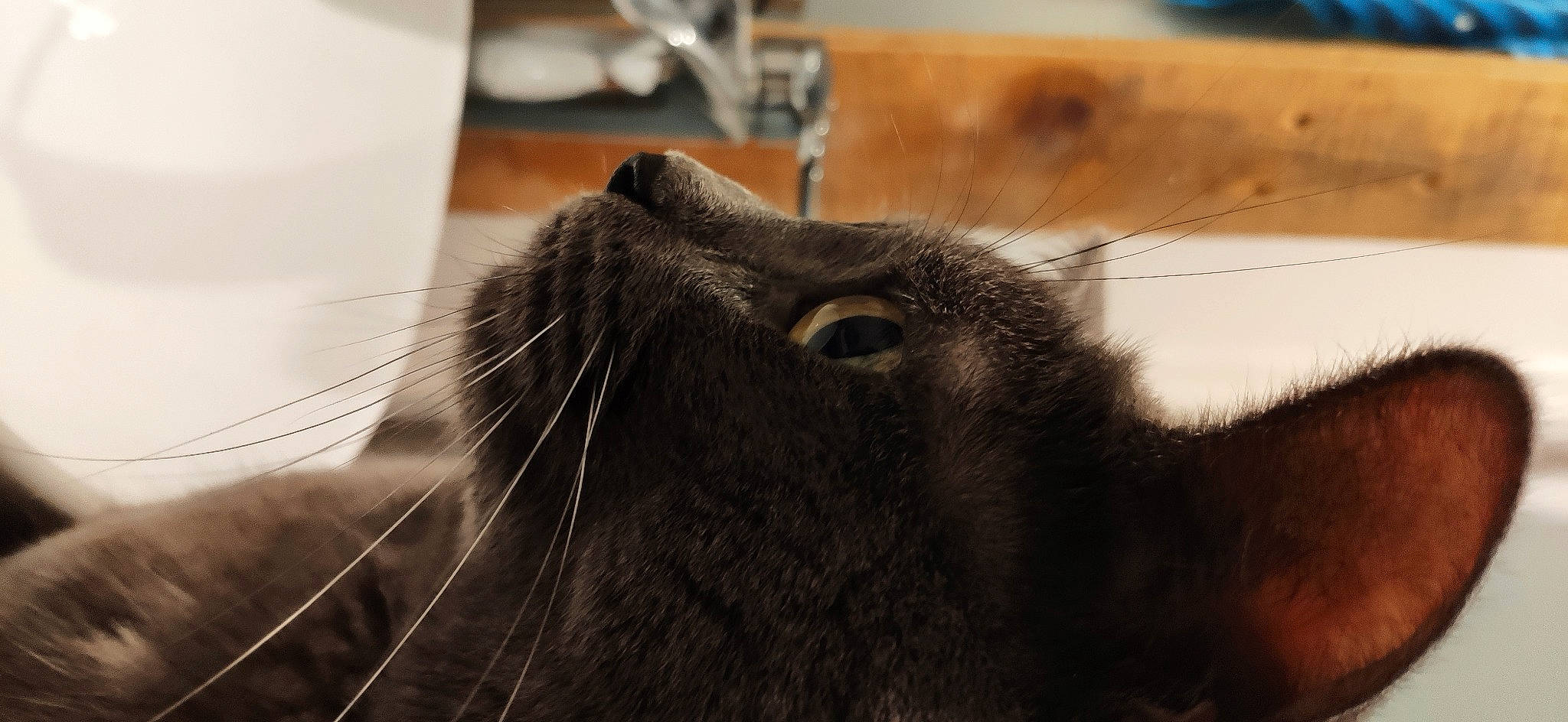 Sushi participe au concours pour gagner de l'argent avec cette photo : carnivore, cat, claw, domestic_short_haired_cat, ear, fawn, felidae, fur, kitchen_appliance, liver, small_to_medium_sized_cats, snout, terrestrial_animal, whiskers, working_animal