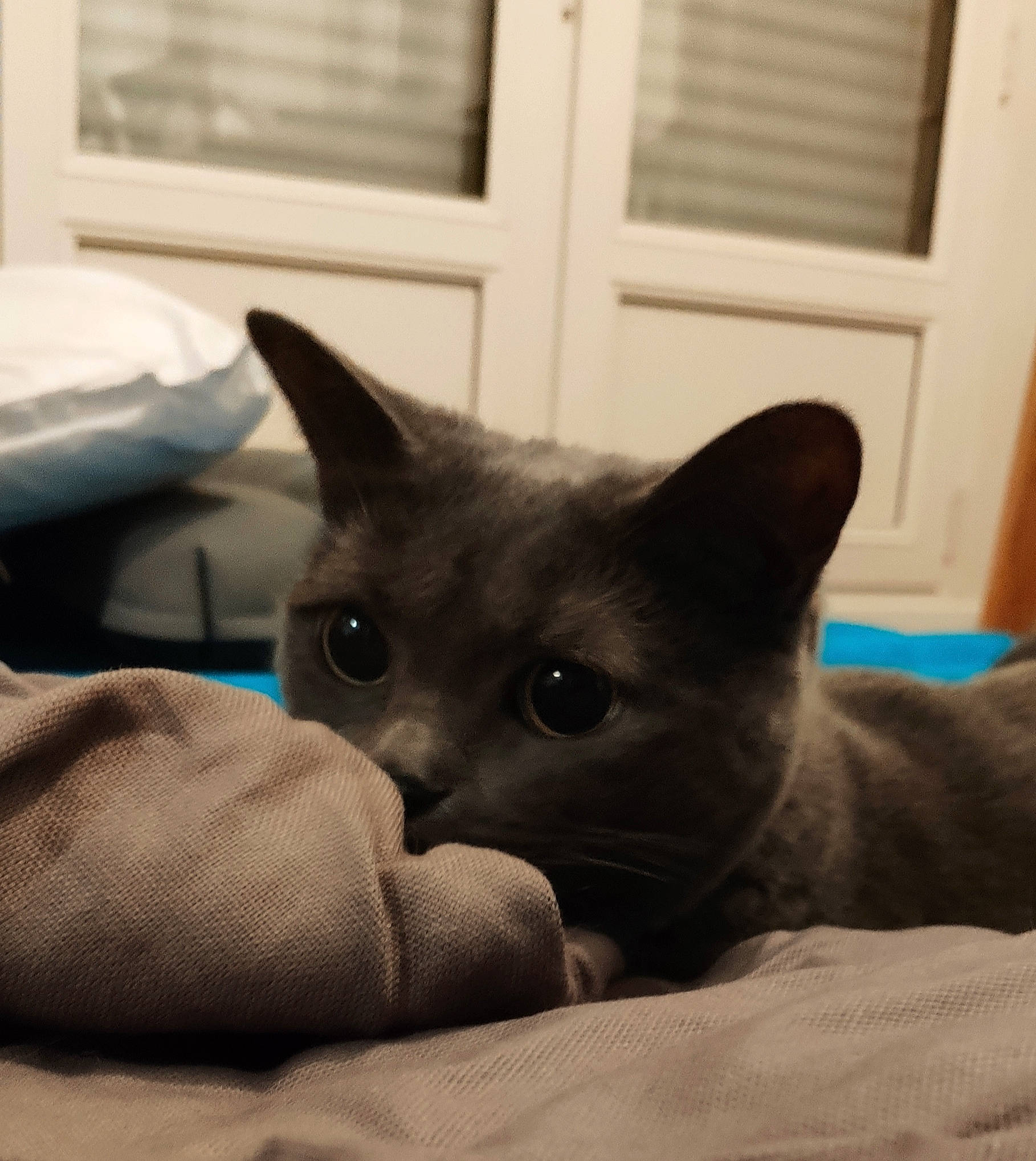 Sushi a rejoint le concours — aidez-le/la à gagner de superbes lots ! carnivore, cat, cat_bed, cat_supply, comfort, domestic_short_haired_cat, door, ear, eye, felidae, fur, grey, linens, nap, room, small_to_medium_sized_cats, snout, tail, whiskers, window