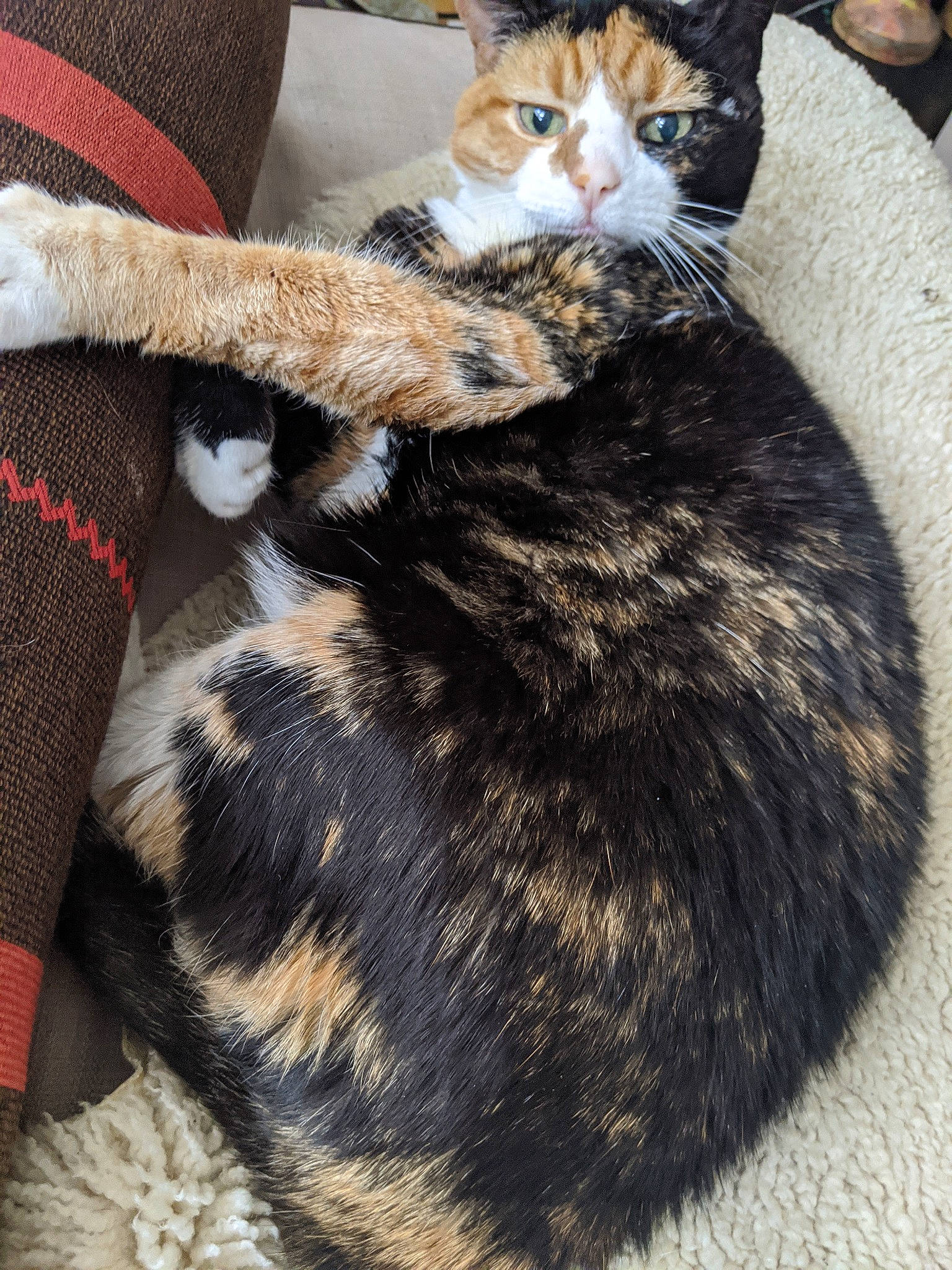 Sweep is registered to the contest to win money with this photo: american_wirehair, asian, carnivore, cat, claw, domestic_short_haired_cat, european_shorthair, felidae, fur, german_rex, kitten, lap, paw, polydactyl_cat, small_to_medium_sized_cats, tabby_cat, tail, whiskers