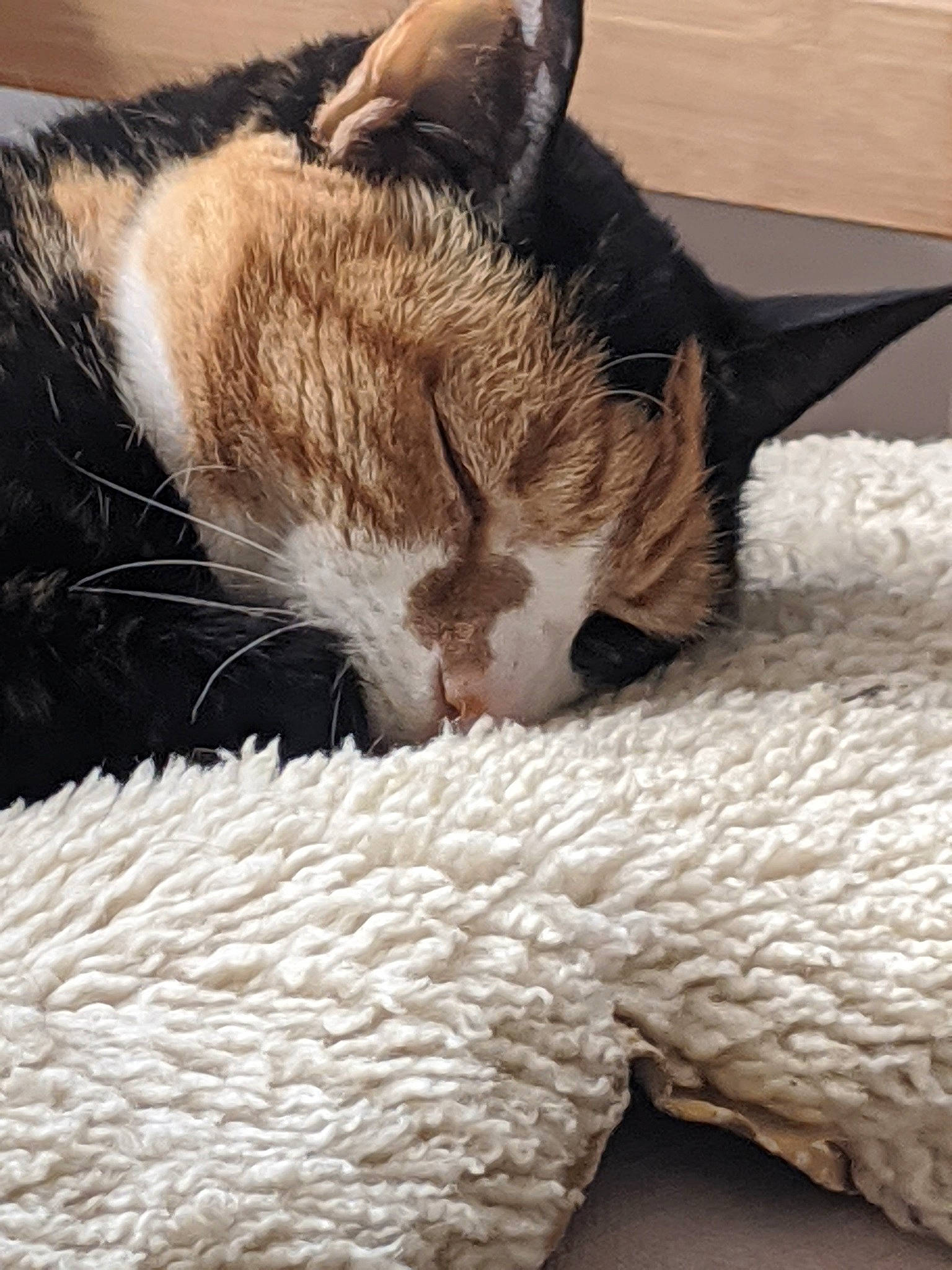 Sweep joined the competition — help win amazing prizes! carnivore, cat, comfort, domestic_short_haired_cat, ear, european_shorthair, fawn, felidae, fur, kitten, nap, nose, paw, sleep, small_to_medium_sized_cats, snout, tabby_cat, whiskers