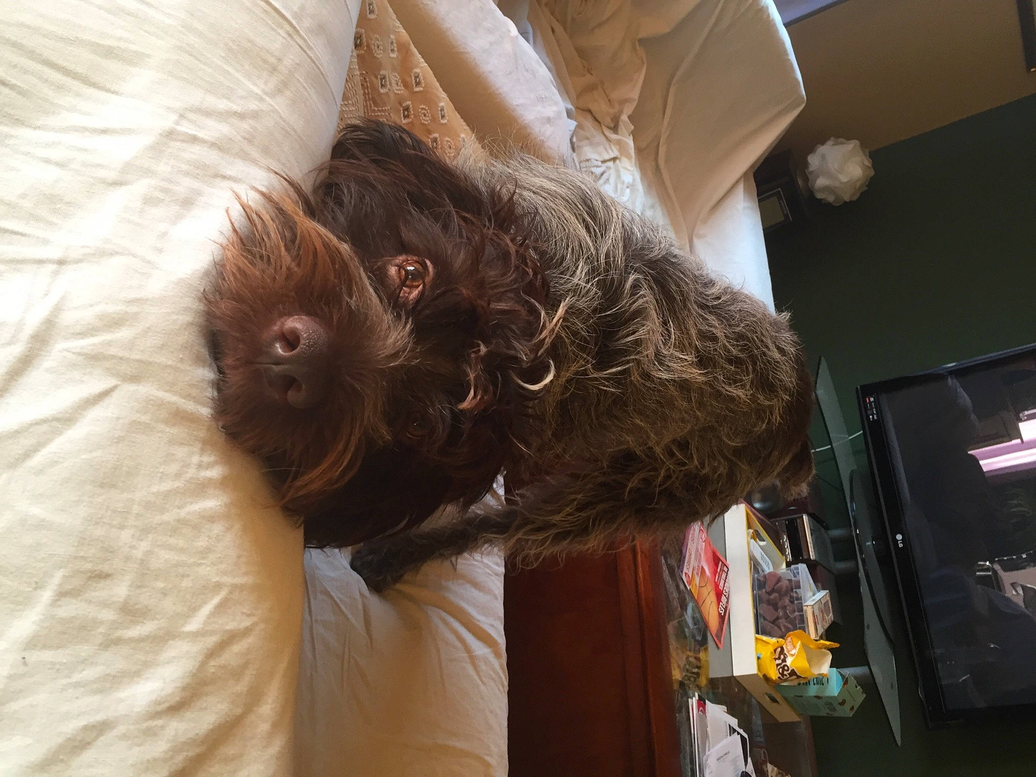 Nelson participe au concours pour gagner de l'argent avec cette photo : canidae, fur, furniture, long_hair