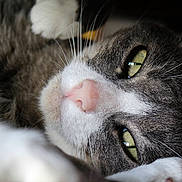 Pimpin participe au concours pour gagner de l'argent avec cette photo : cat, cat_like_mammal, claw, close_up, domestic_short_haired_cat, eye, fauna, fur, kitten, nose, organ, paw, small_to_medium_sized_cats, snout, whiskers