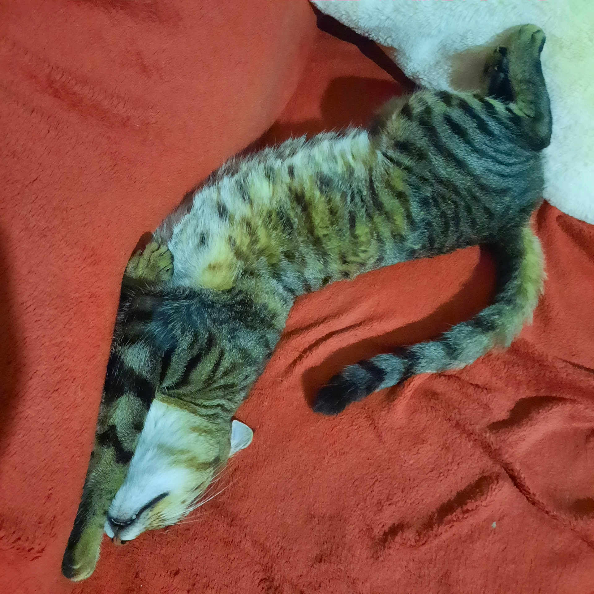 Pumbaa