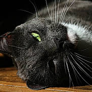 Perlin a rejoint le concours — aidez-le/la à gagner de superbes lots ! black, black_cat, cat, cat_like_mammal, close_up, domestic_short_haired_cat, eye, fauna, fur, korat, macro_photography, mammal, organism, small_to_medium_sized_cats, snout, whiskers