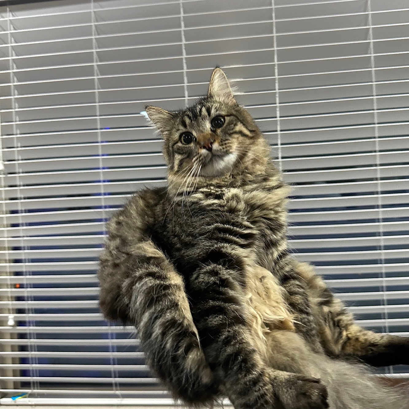 Kaneki joined the competition — help win amazing prizes! abyssinian, angora, animal, architecture, building, cat, city, curtain, face, head, homedecor, indoors, kitten, manx, person, pet, photography, wall, window, windowshade