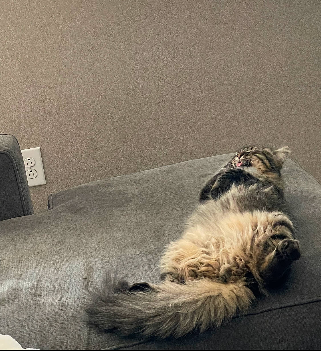 Kaneki is registered to the contest to win money with this photo: animal, architecture, bed, bedroom, building, cat, chair, couch, cushion, furniture, homedecor, indoors, kitten, linen, livingroom, manx, person, pet, room, sleeping