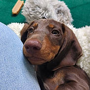 Ruby a rejoint le concours — aidez-le/la à gagner de superbes lots ! animal, blanket, brown, closeup, companion, couch, cozy, cute, denim, dog, fur, green, indoors, leg, pet, puppy, relaxed, resting, snuggling, young