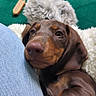puppy, dog, brown, snuggling, blanket, denim, leg, couch, green, fur, pet, cute, indoors, relaxed, closeup, companion, animal, young, resting, cozy