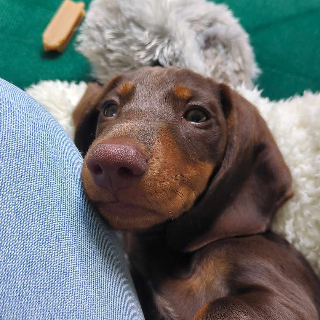 Ruby a rejoint le concours — aidez-le/la à gagner de superbes lots ! animal, blanket, brown, closeup, companion, couch, cozy, cute, denim, dog, fur, green, indoors, leg, pet, puppy, relaxed, resting, snuggling, young