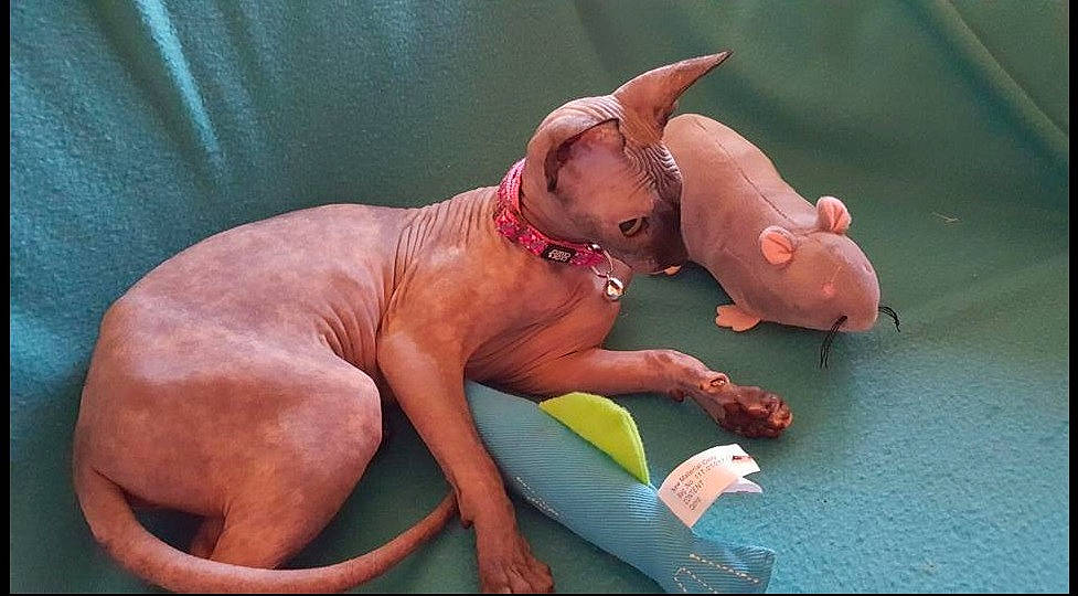 Crevette joined the competition — help win amazing prizes! art, canidae, carnivore, collar, companion_dog, curtain, dog, dog_breed, dog_collar, dog_supply, fawn, liver, pet_supply, snout, sporting_group, tail, terrestrial_animal, toy_dog, working_animal, wrinkle