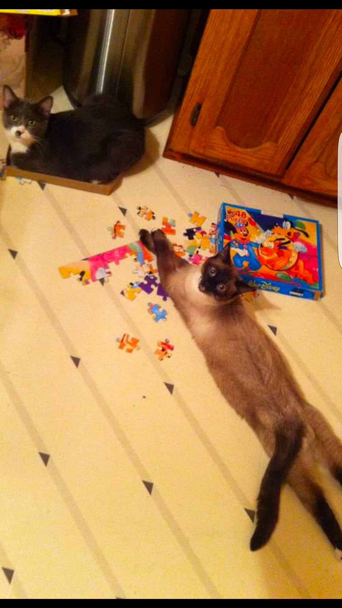 Joey a rejoint le concours — aidez-le/la à gagner de superbes lots ! brown, cabinetry, canidae, carnivore, cat, fawn, felidae, floor, flooring, hardwood, plywood, room, siamese, small_to_medium_sized_cats, tail, toy, visual_arts, whiskers, wood, wood_stain