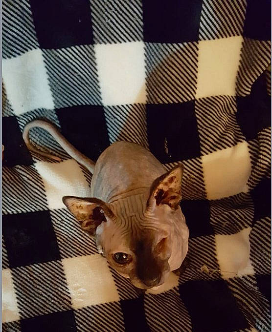 Crevette participe au concours pour gagner de l'argent avec cette photo : canidae, carnivore, companion_dog, dog_breed, ear, fawn, felidae, fur, head, pattern, rectangle, small_to_medium_sized_cats, snout, sunglasses, tail, textile, toy_dog, whiskers, wood, working_animal