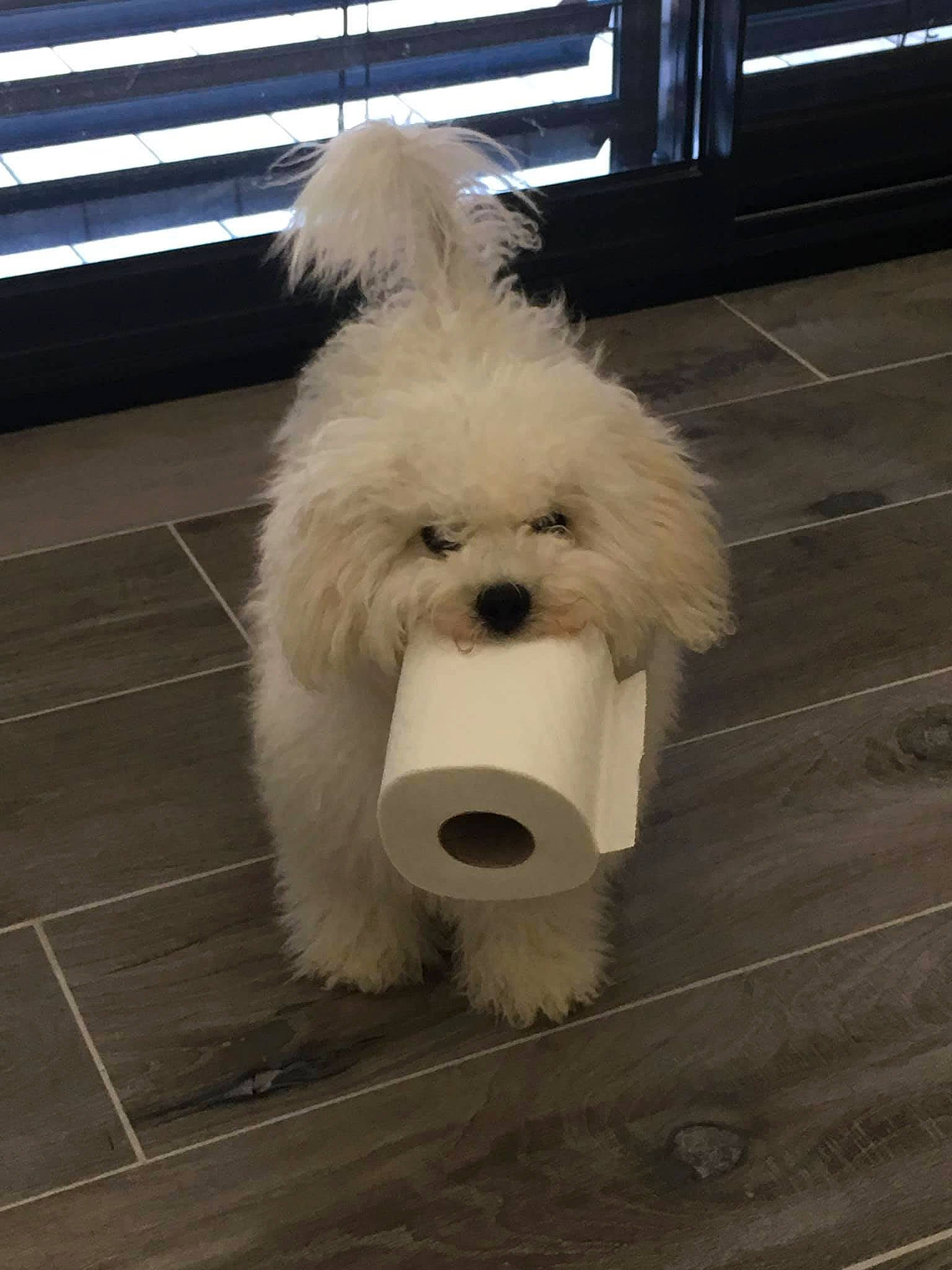 Angie a rejoint le concours — aidez-le/la à gagner de superbes lots ! bichon, canidae, carnivore, companion_dog, dog, dog_breed, fence, flooring, fur, hardwood, maltepoo, pomeranian, road_surface, small_terrier, snout, sporting_group, terrier, toy_dog, wood, working_animal