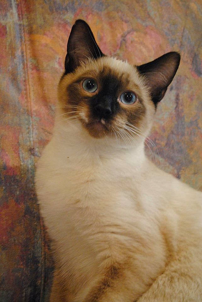 Joey is registered to the contest to win money with this photo: birman, carnivore, cat, door, fawn, felidae, fur, siamese, small_to_medium_sized_cats, snout, symmetry, whiskers