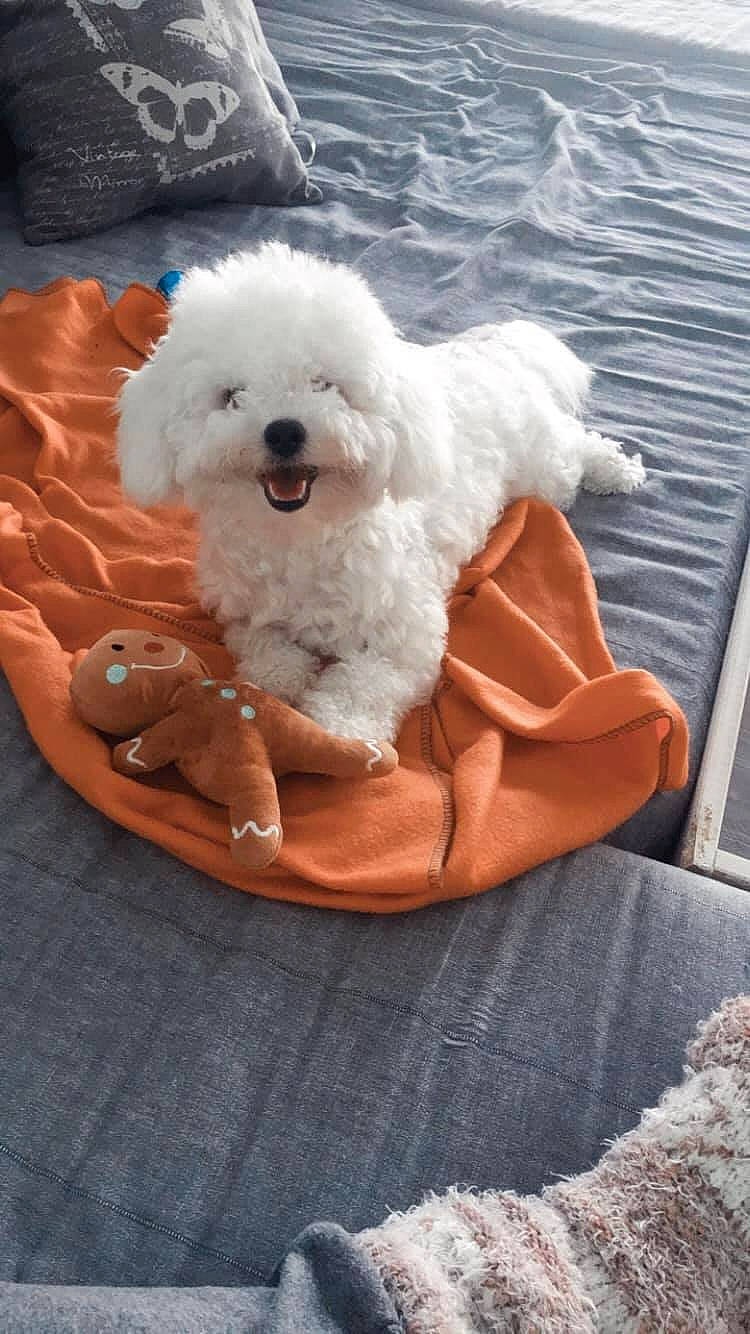 Angie joined the competition — help win amazing prizes! bichon, canidae, carnivore, comfort, companion_dog, dog, dog_breed, fur, labradoodle, linens, maltepoo, non_sporting_group, poodle, sitting, sporting_group, terrier, toy_dog, water, water_dog, working_animal