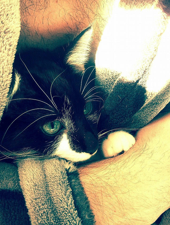 Plume participe au concours pour gagner de l'argent avec cette photo : black_cat, carnivore, cat, close_up, ear, eye, felidae, fur, hand, kitten, leg, nose, photography, skin, small_to_medium_sized_cats, snout, whiskers